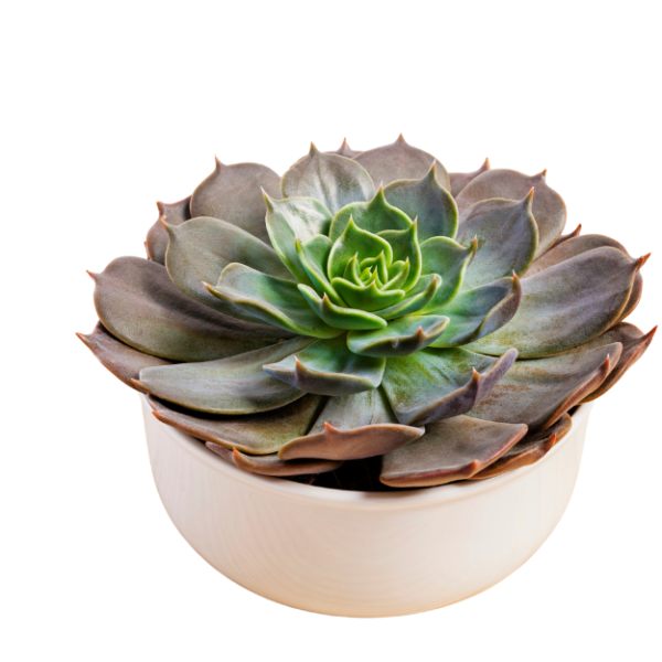 Achivera (Lilacina) אכיווריה בכלי קרמי