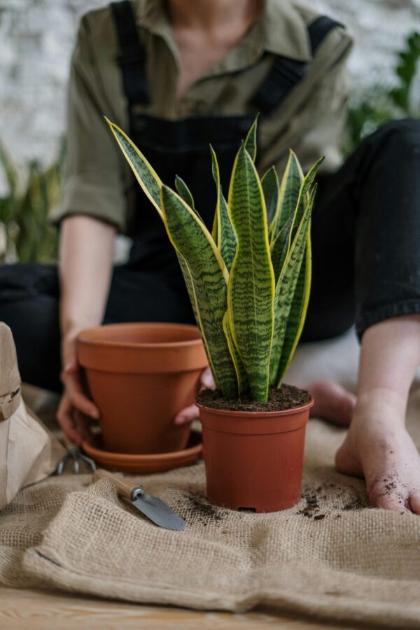 A person potting a snake plant with soil and tools on a burlap mat.